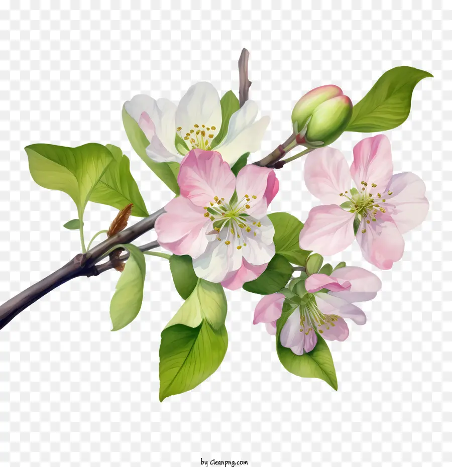 Apple Blossom，Rama PNG