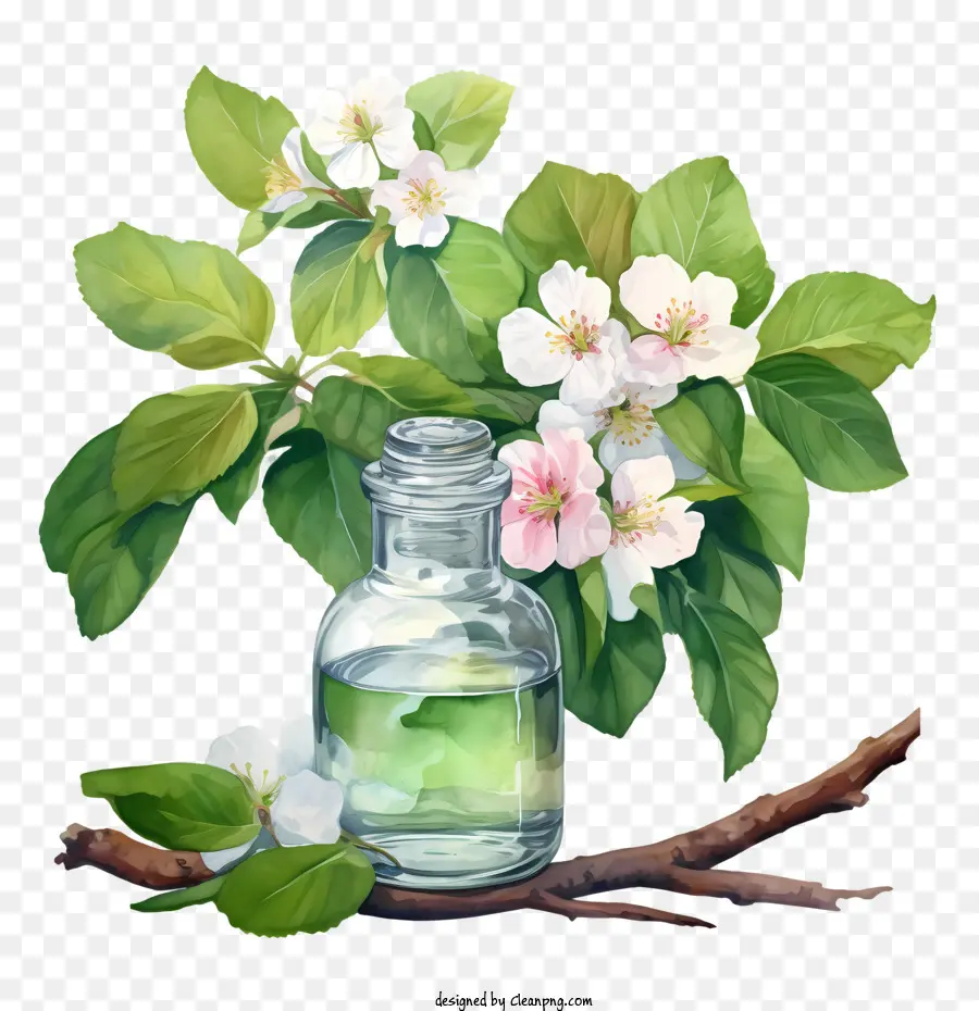 Apple Blossom，Flores PNG