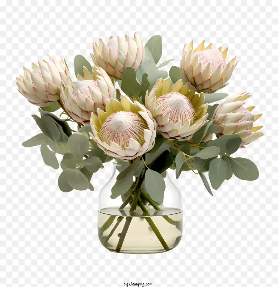 Protea Flor，Blanco PNG