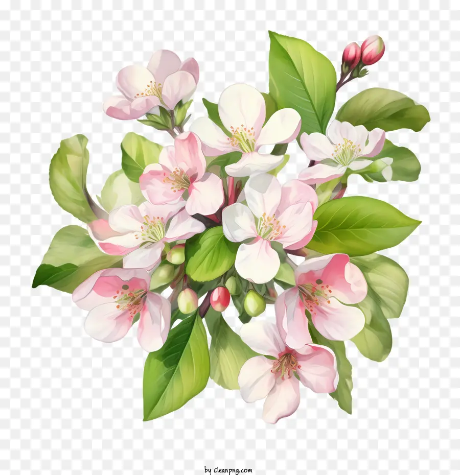 Apple Blossom，Flores De Cerezo PNG