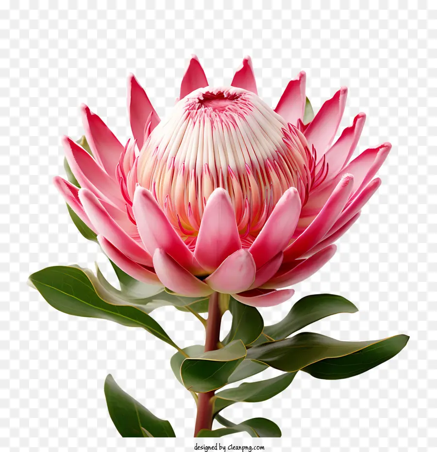Protea Flor，Rosa PNG
