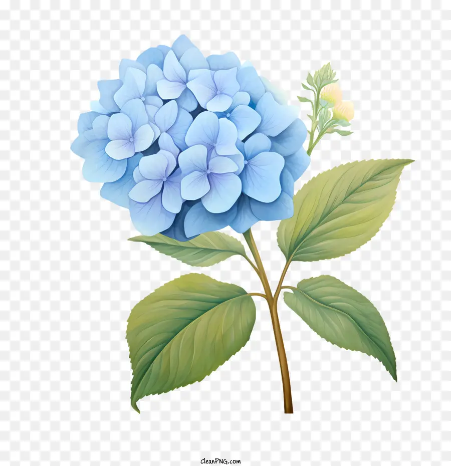 Hortensia De La Flor，Flor PNG