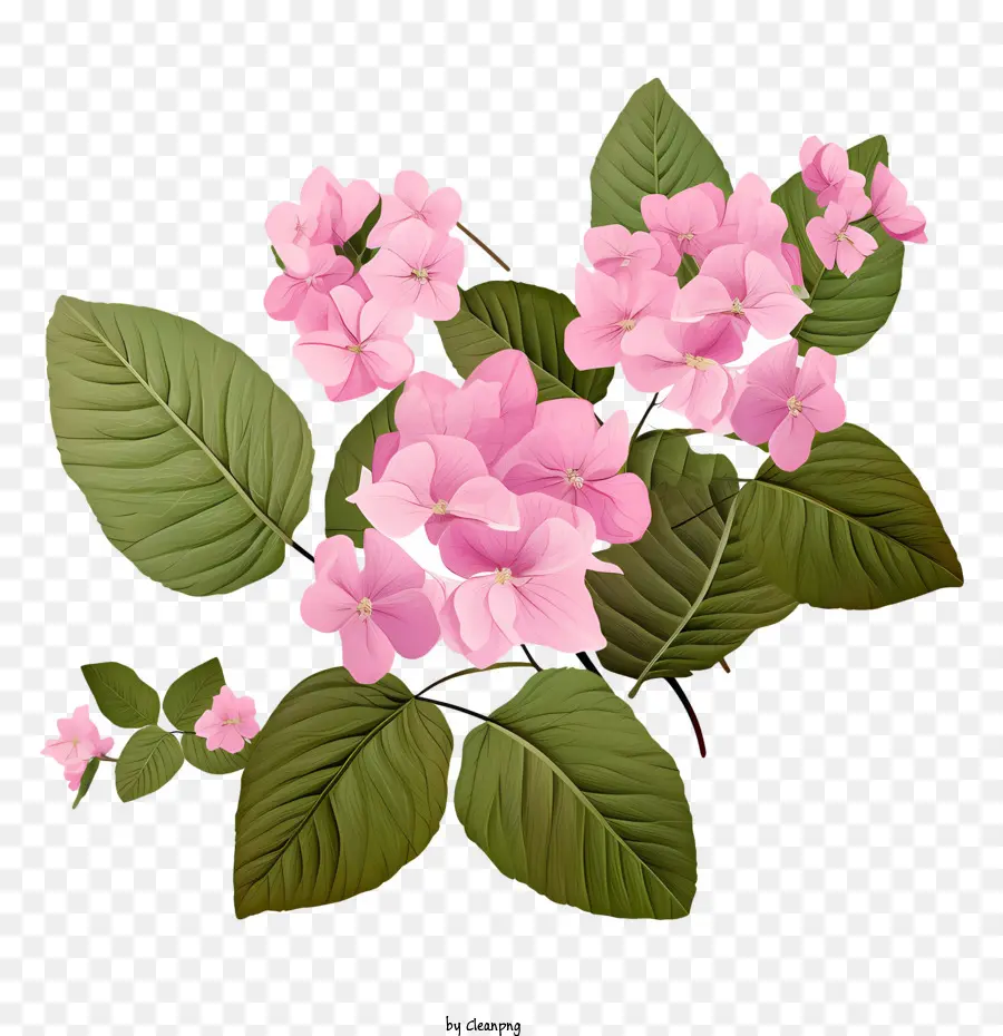 Hortensia De La Flor，Flores De Color Rosa PNG