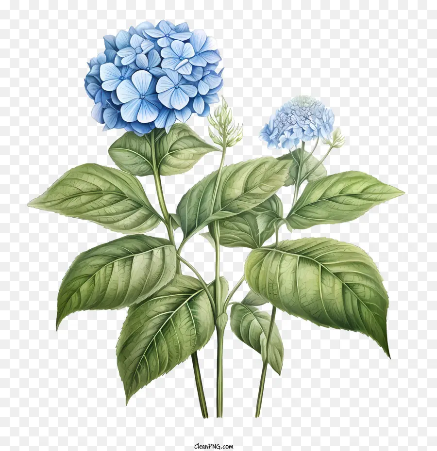 Flor De Hortensia，Hortensia Azul PNG