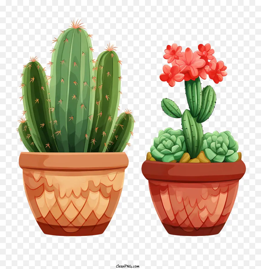 Cactus，Plantas De Cactus PNG