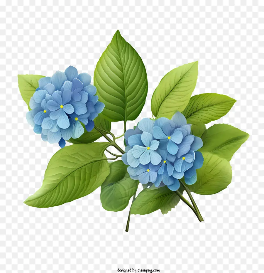 Flor De Hortensia，Hortensia Azul PNG