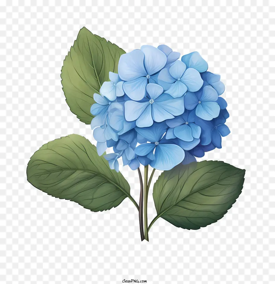 Hortensia De La Flor，Azul PNG