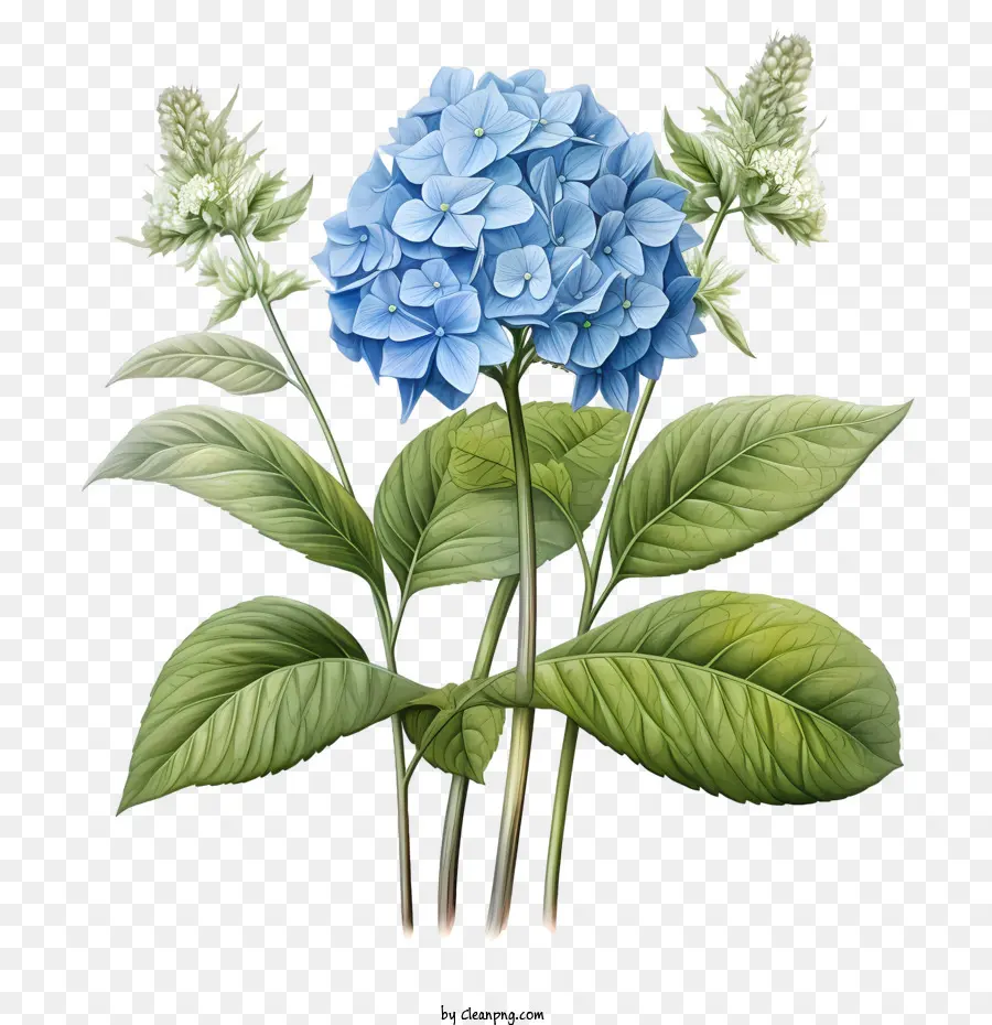 Flor De Hortensia，Hortensia PNG