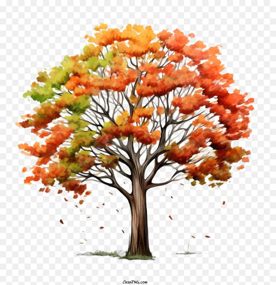 árbol De Otoño，árbol Colorido PNG