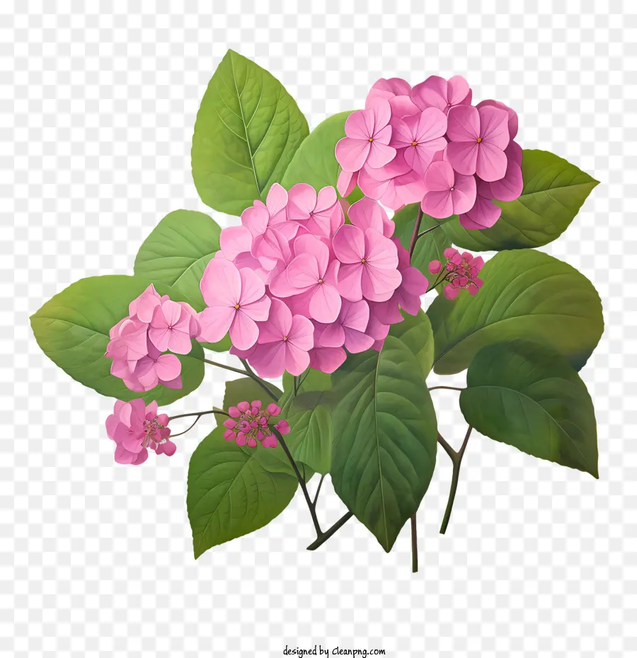 Flor De Hortensia，Flores Rosadas PNG