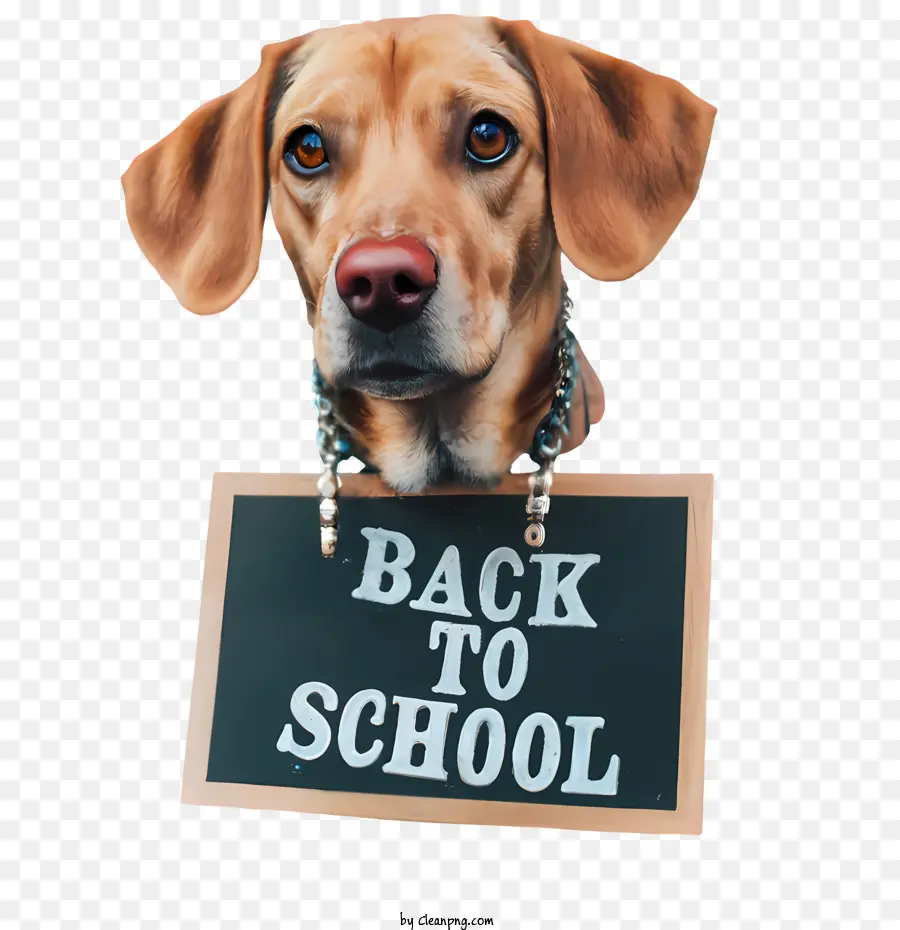 De Regreso A La Escuela，Perro PNG