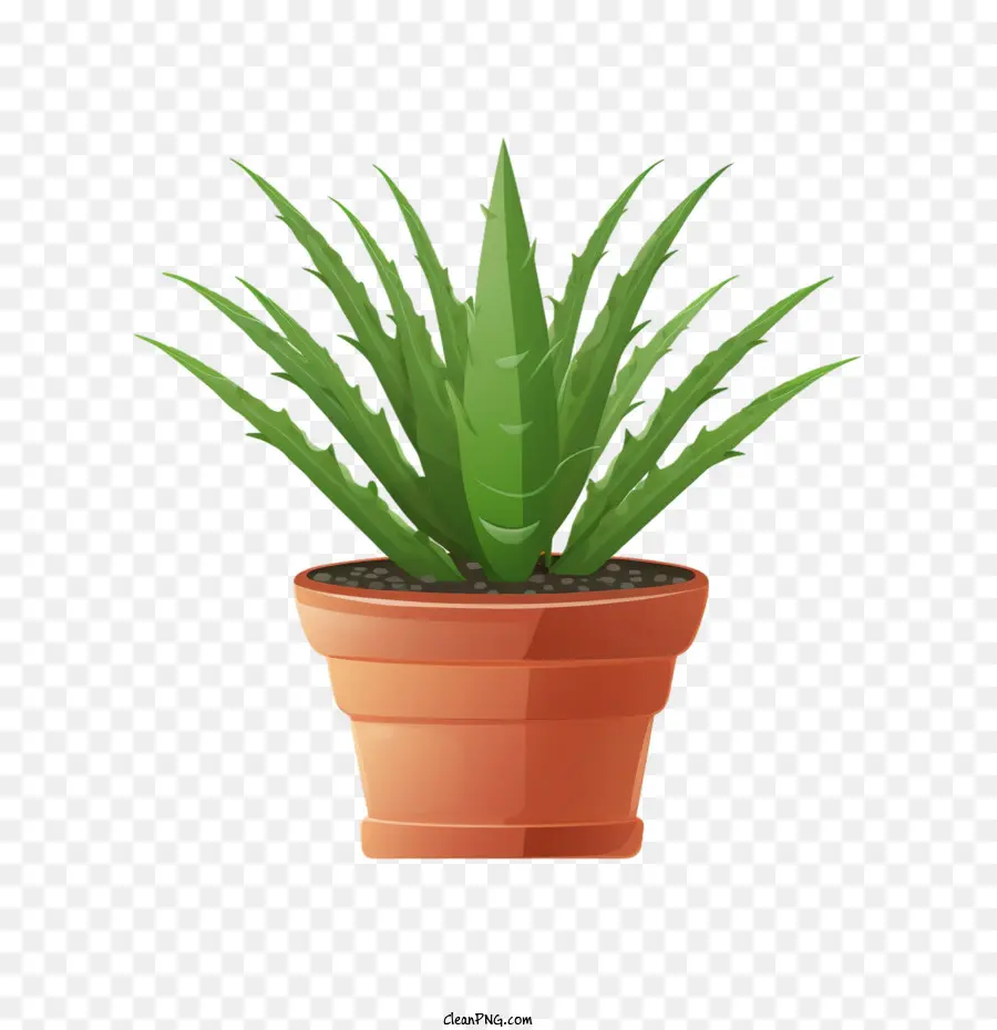 Aloe Vera，Planta De Interior PNG