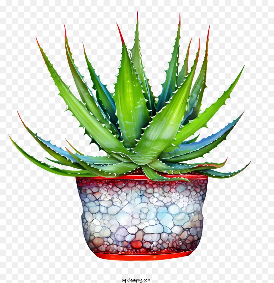 Aloe Vera，Rojo PNG