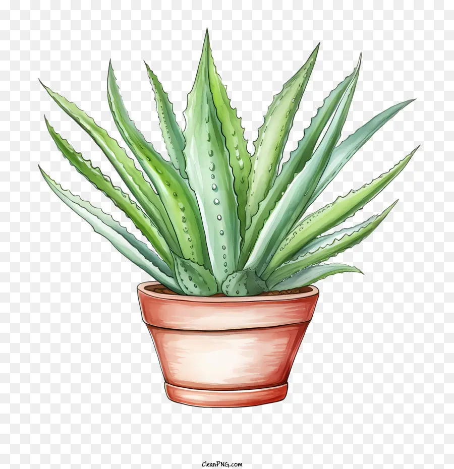 Aloe Vera，Suculentas PNG