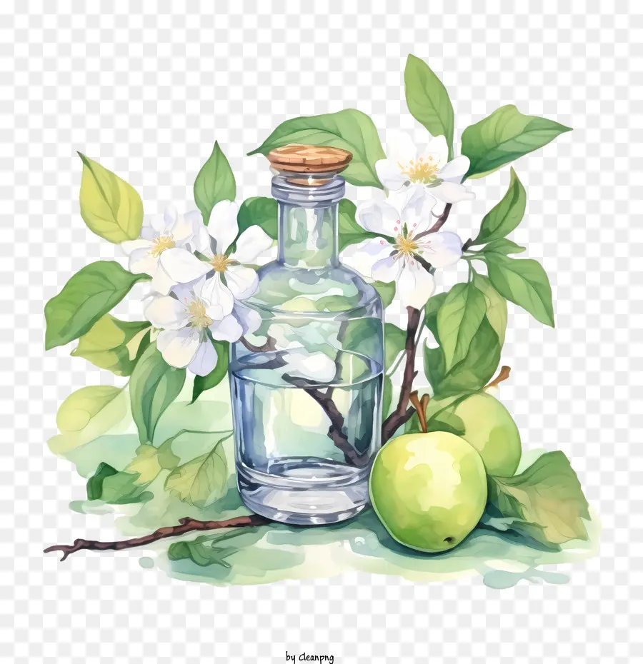 Apple Blossom，Apple PNG