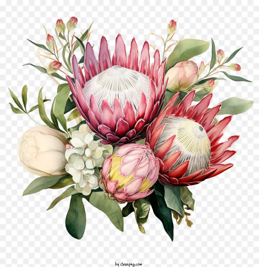 Flor De Protea，Flores De Protea Rosa PNG