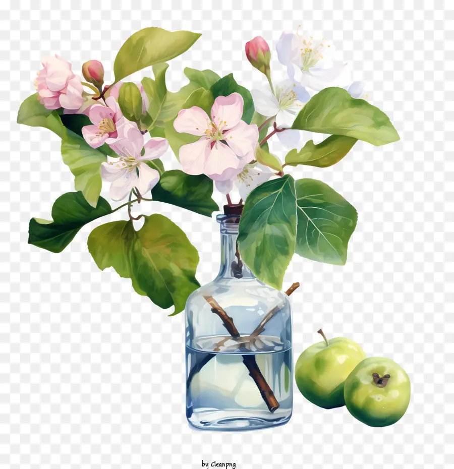 Apple Blossom，Apple PNG