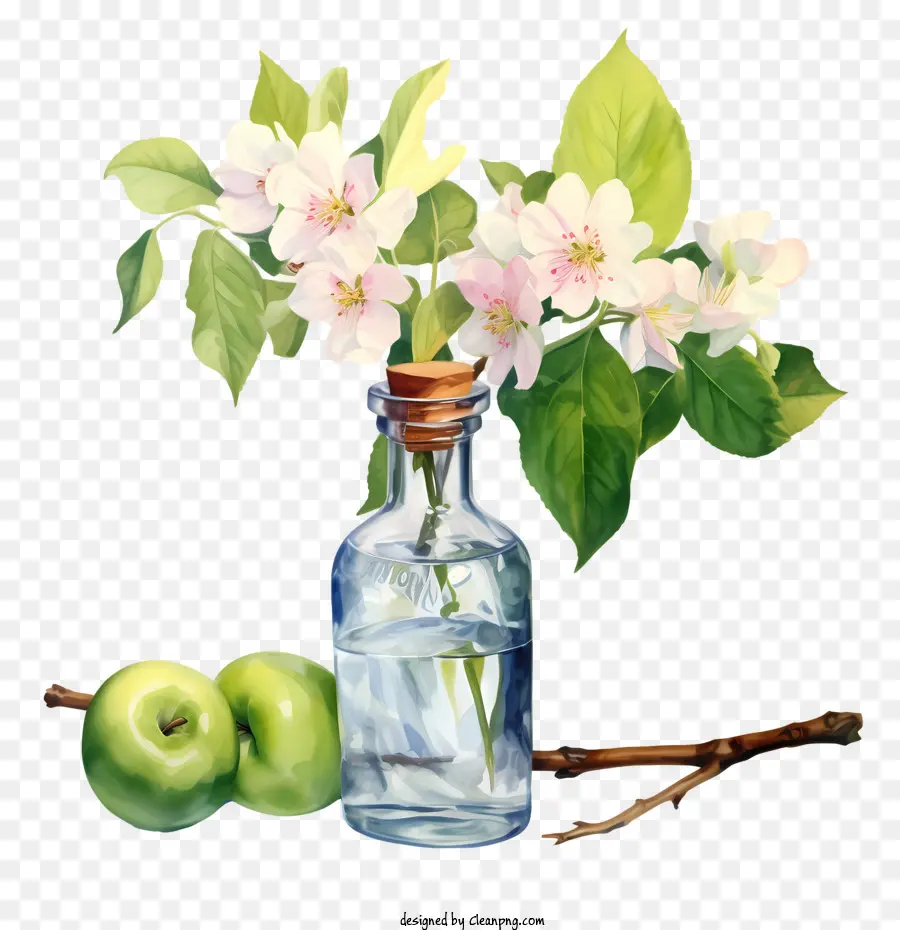 Apple Blossom，Flor PNG