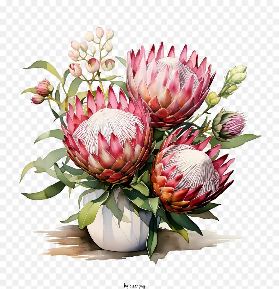 Protea Flor，Flores PNG