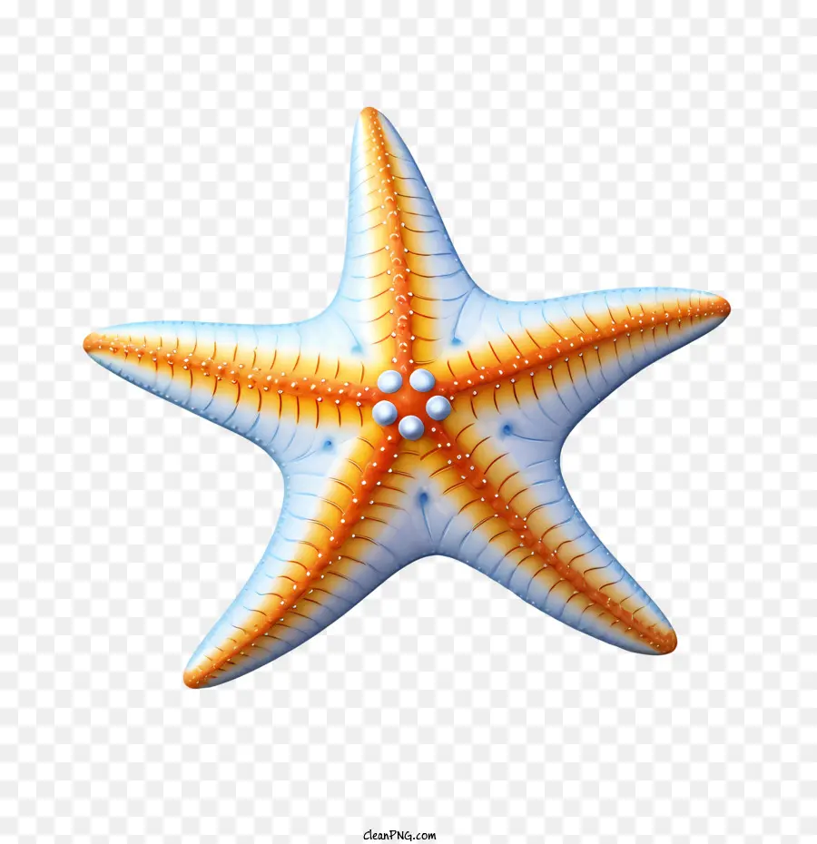 Estrella De Mar，Océano PNG