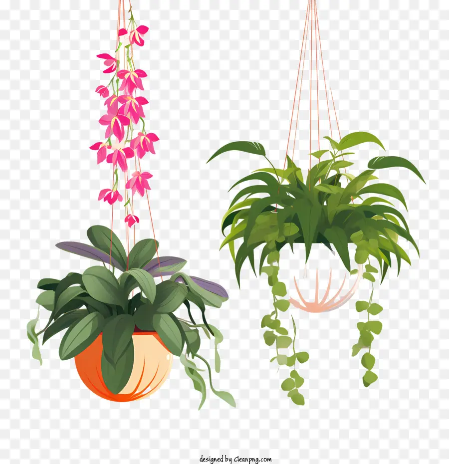 Planta Colgante Con Maceta，Las Plantas En Maceta PNG