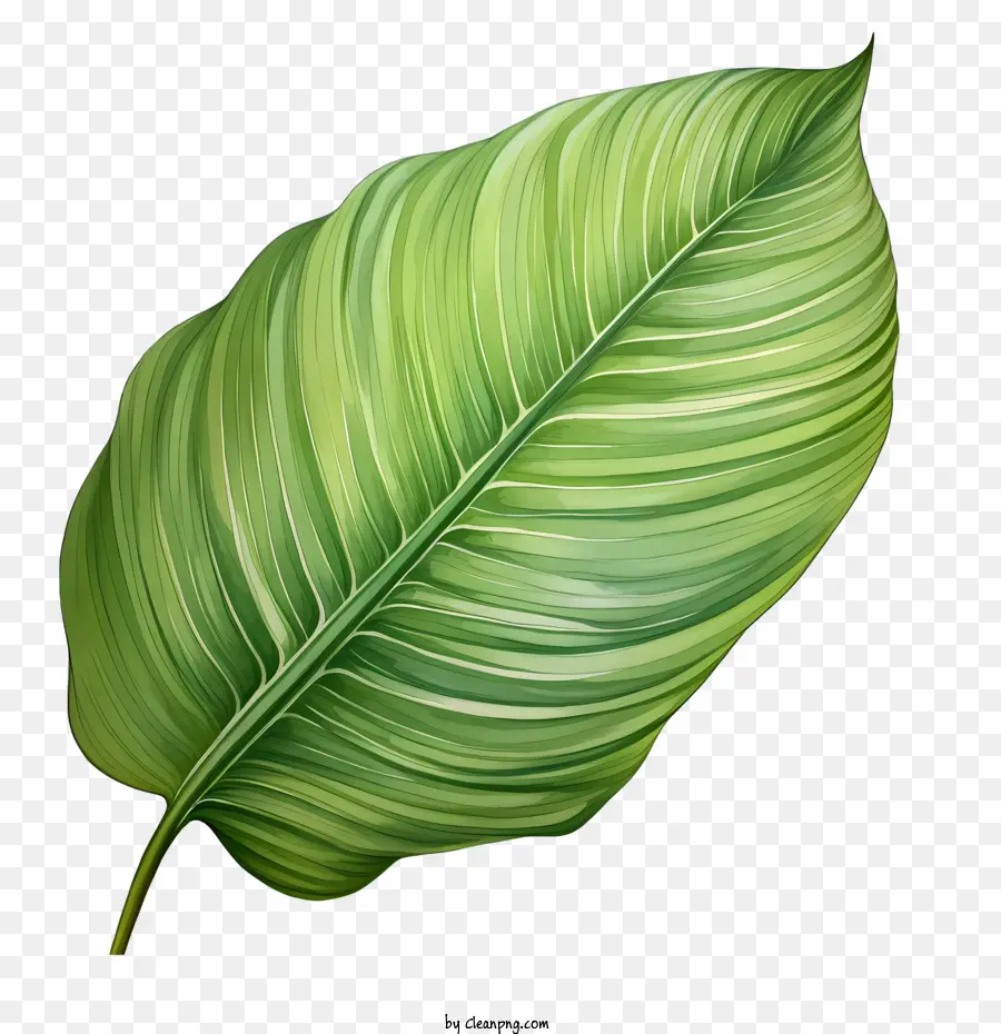 Tropicales De Hoja，Verde Hoja PNG