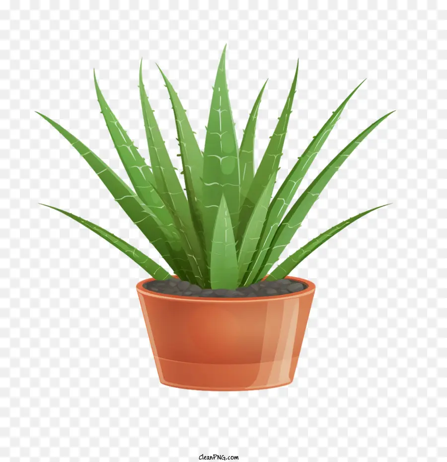 Aloe Vera，Planta PNG