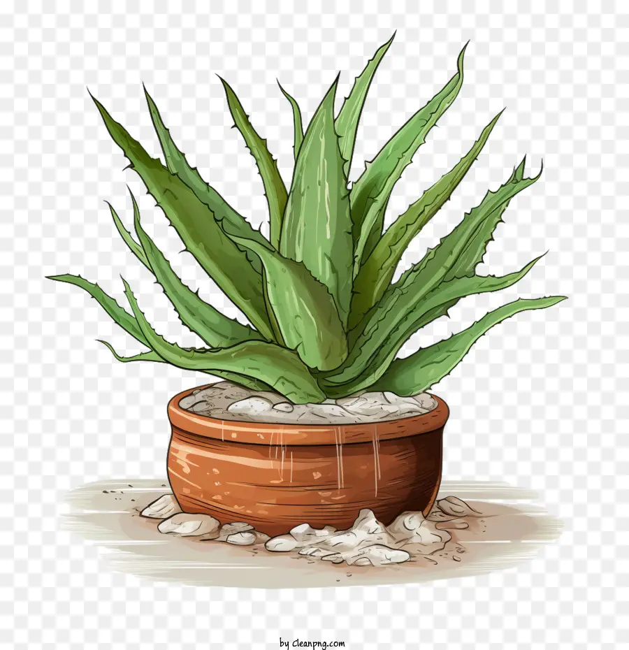 Aloe Vera，Suculentas PNG