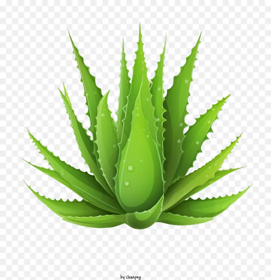 Aloe Vera，Planta Medicinal PNG