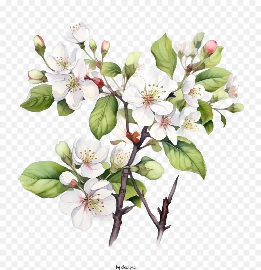 Apple Blossom，El Florecimiento PNG