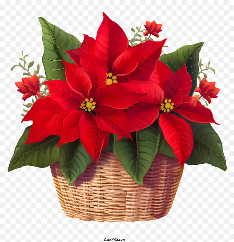 La Flor De Pascua，Flores De Navidad PNG