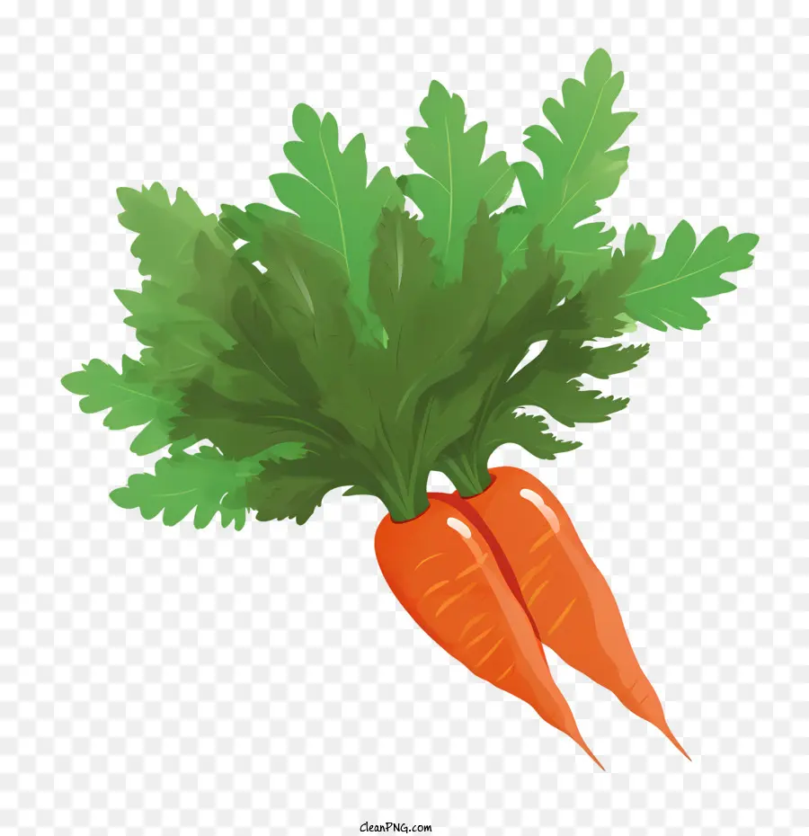 Zanahoria，Las Zanahorias PNG