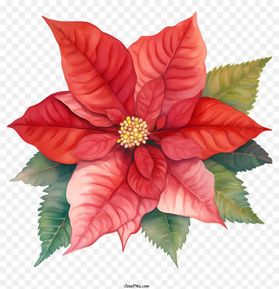 La Flor De Pascua，Decoración Navideña PNG