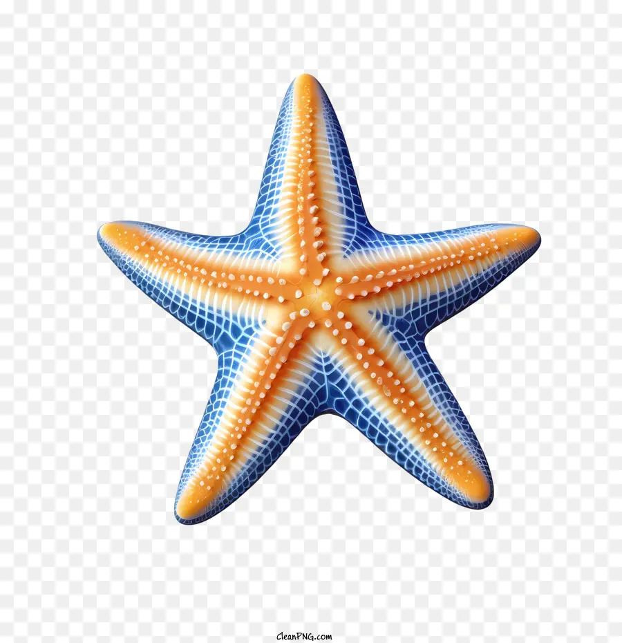 Estrella De Mar，Mar PNG