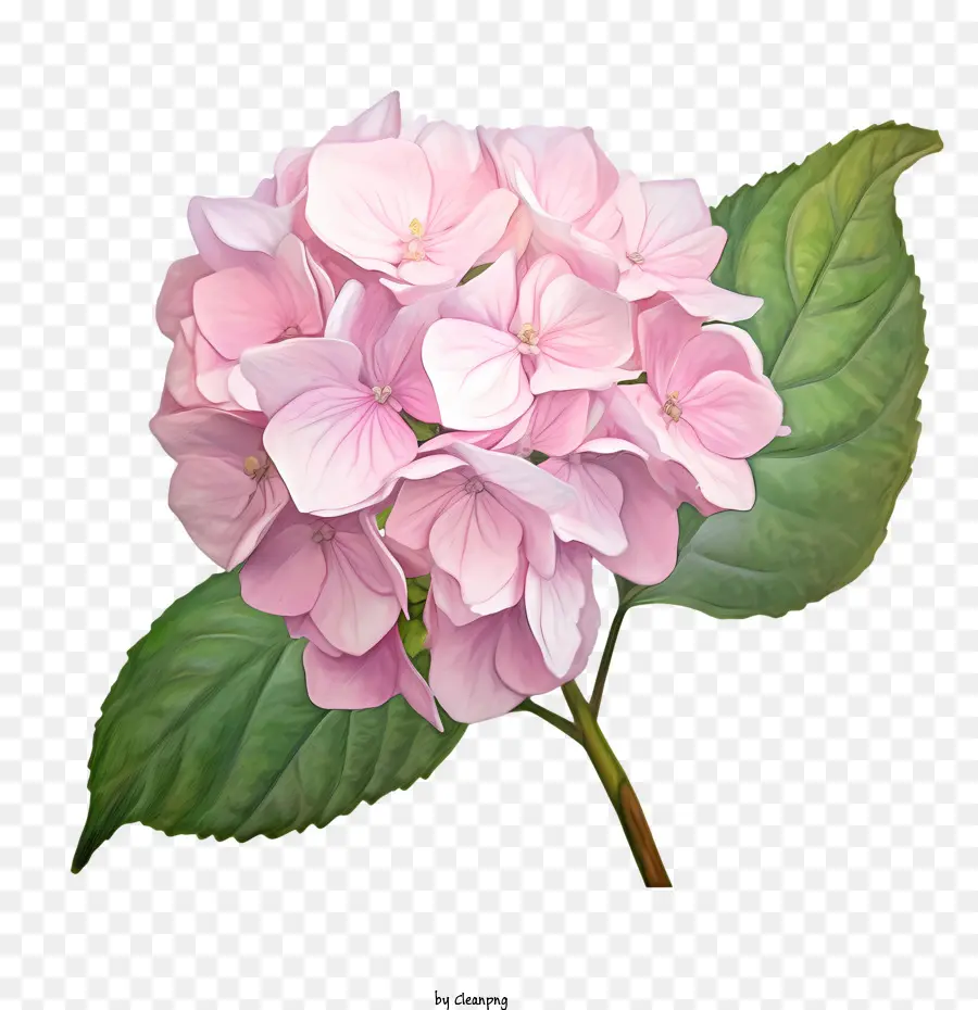 Hortensia De La Flor，Rosa PNG