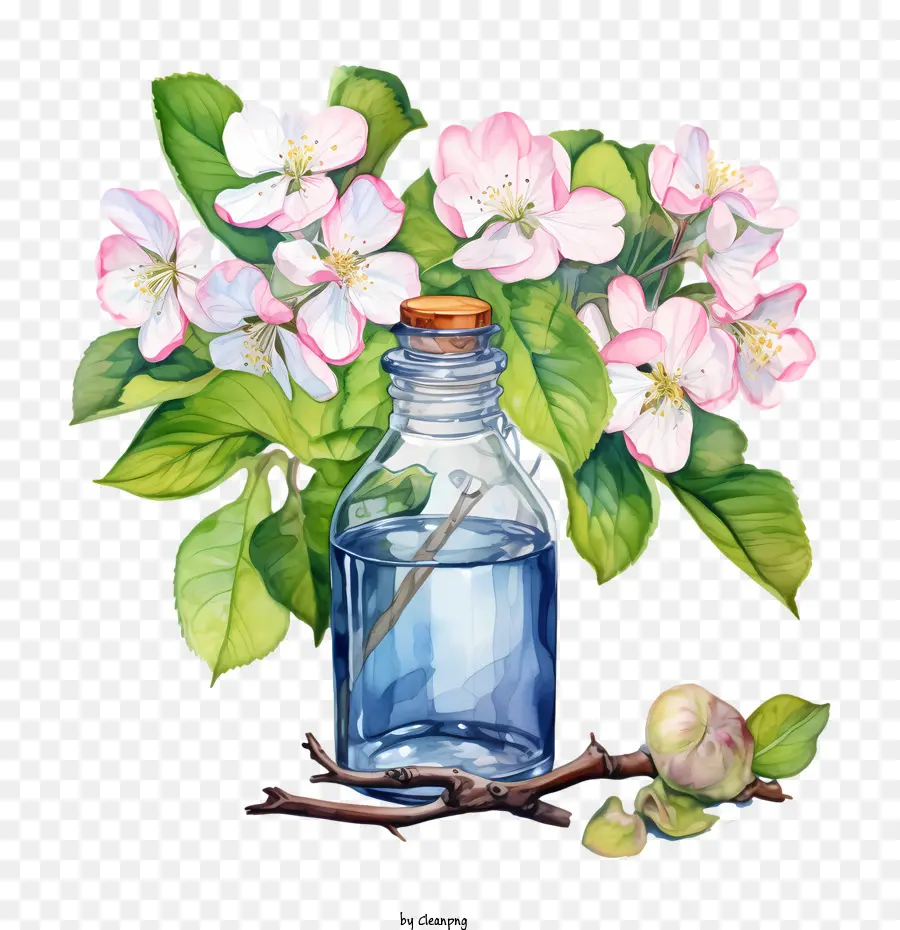 Apple Blossom，Flor PNG