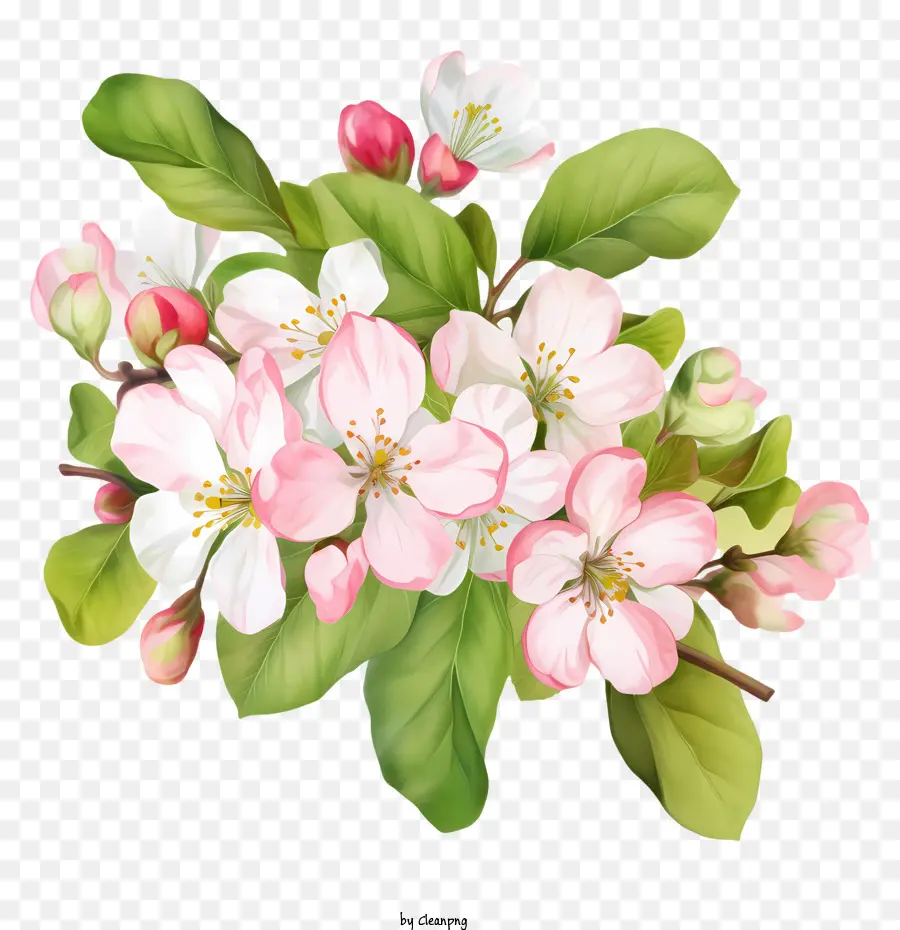 Apple Blossom，Apple PNG