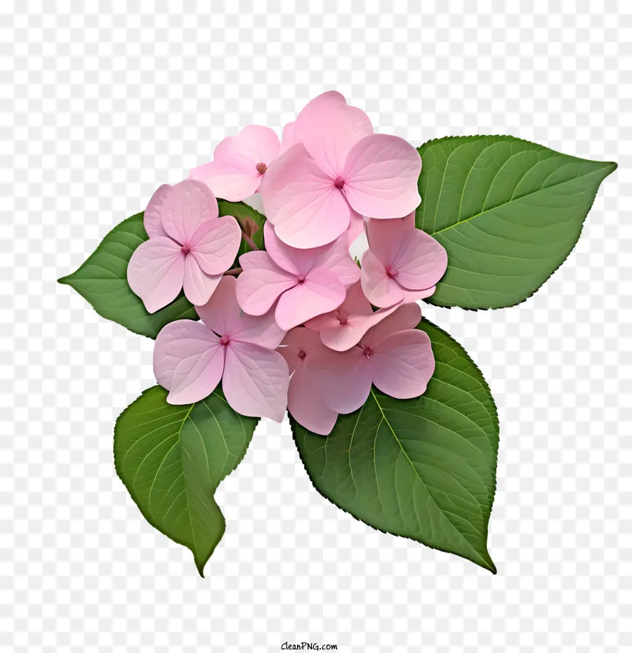 Hortensia De La Flor，Flores De Color Rosa PNG