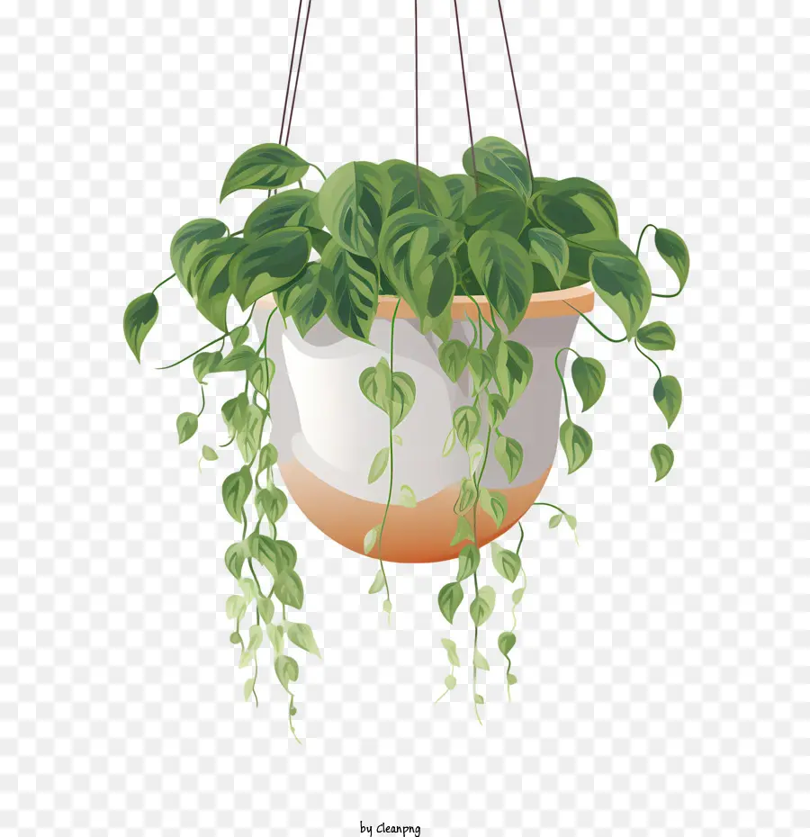 Planta Colgante Con Maceta，Planta PNG