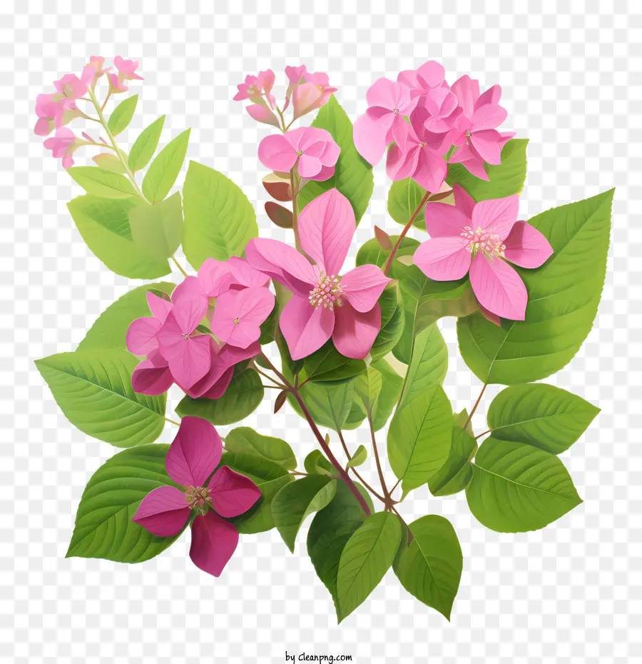 Hortensia De La Flor，Flores De Color Rosa PNG