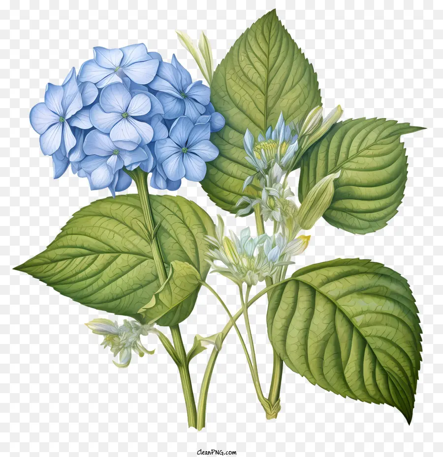 Hortensia De La Flor，Verde PNG