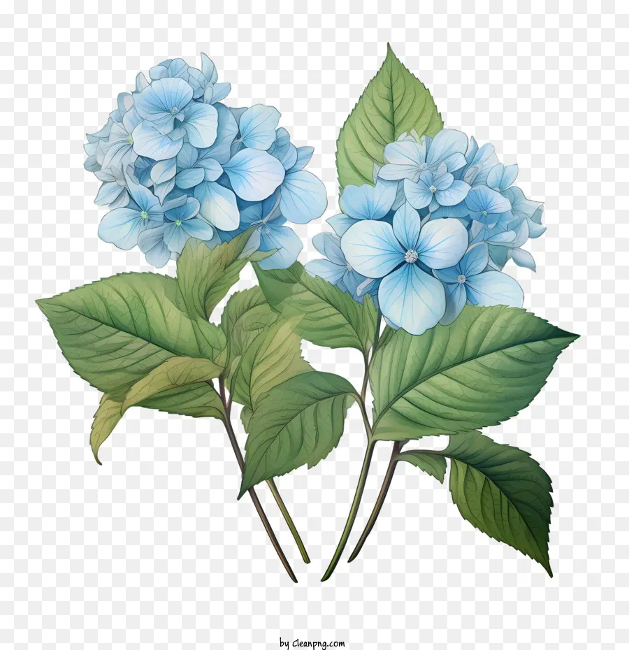 Flor De Hortensia，Hortensia Azul PNG