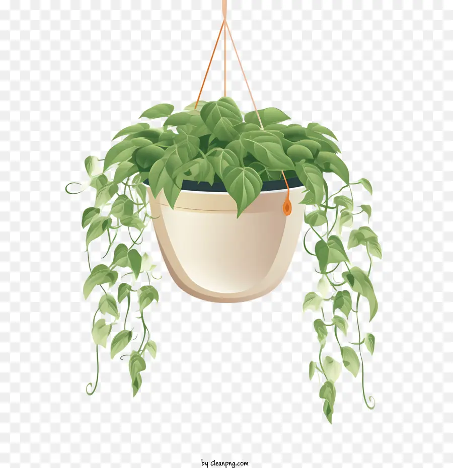 Planta Colgante Con Maceta，Planta PNG