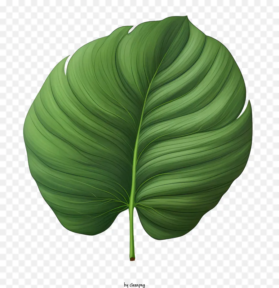 Hoja Tropical，Hojas Verdes PNG