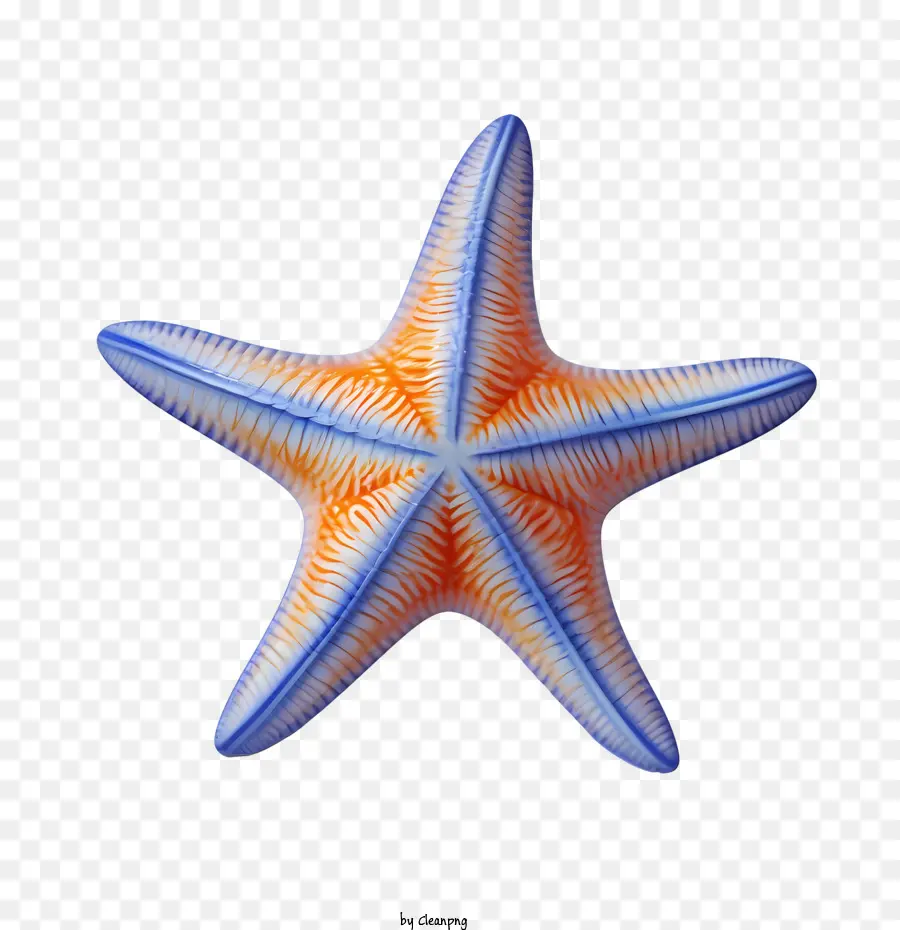 Estrella De Mar，Mar PNG