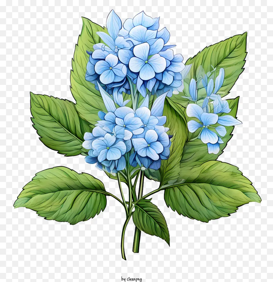 Hortensia De La Flor，Azul PNG