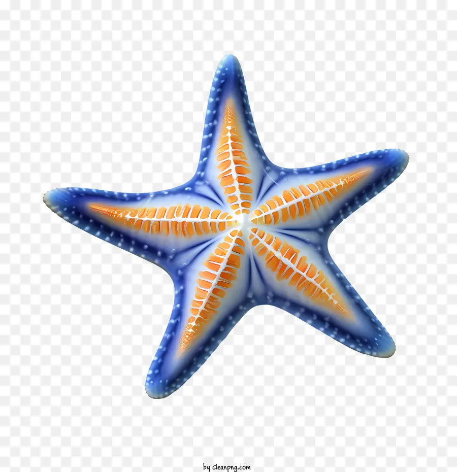 Estrella De Mar，Mar PNG