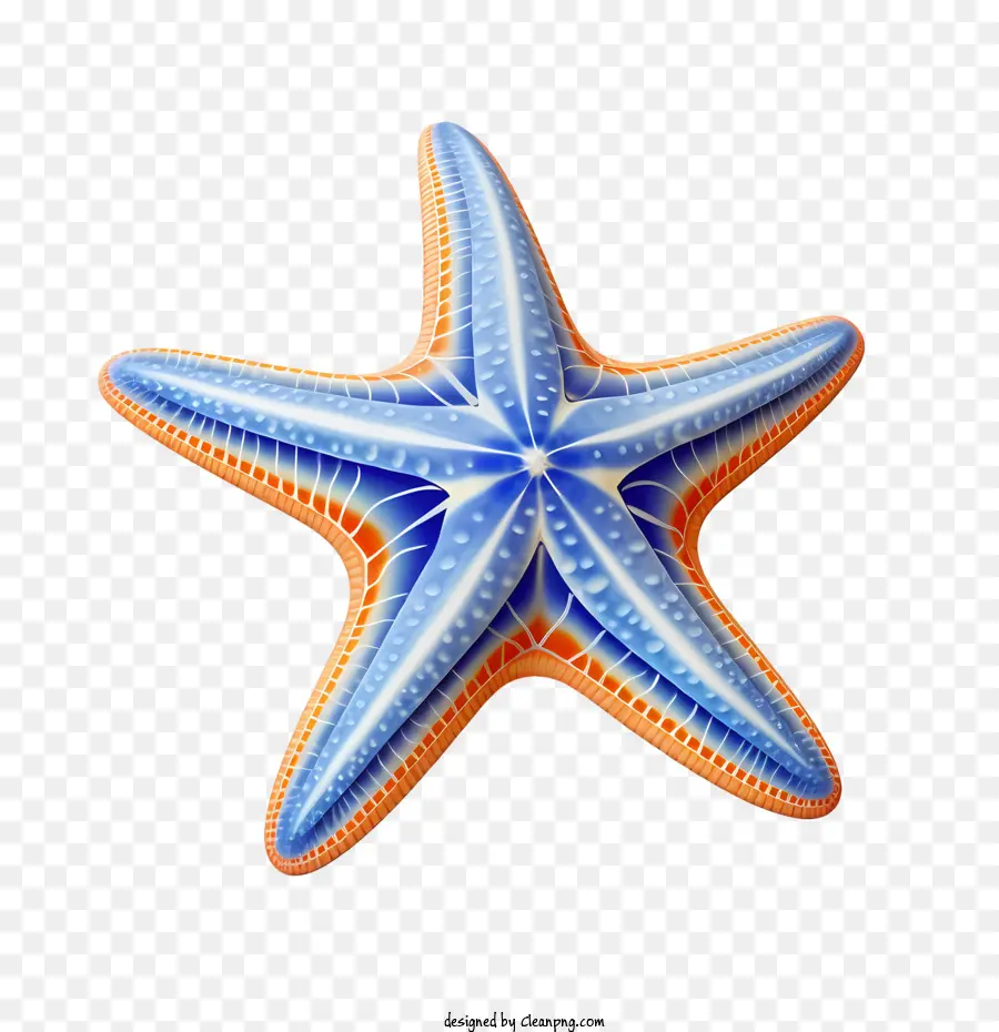 Estrella De Mar，Azul PNG