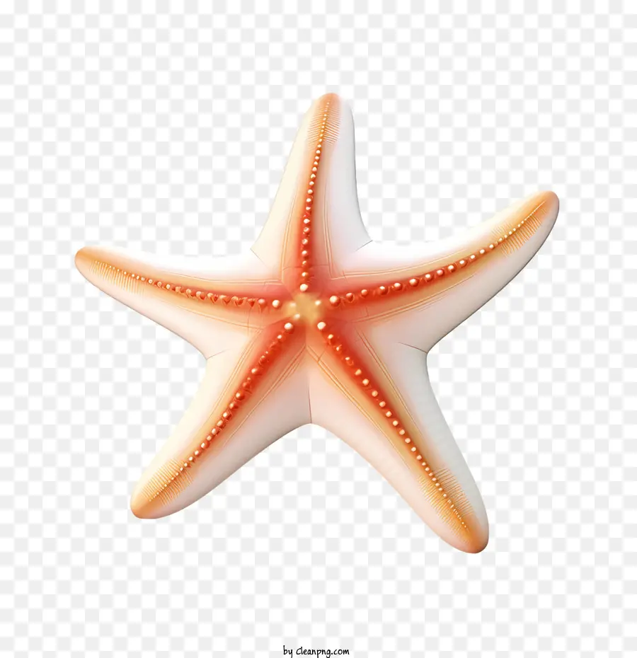 Estrella De Mar，Mar PNG