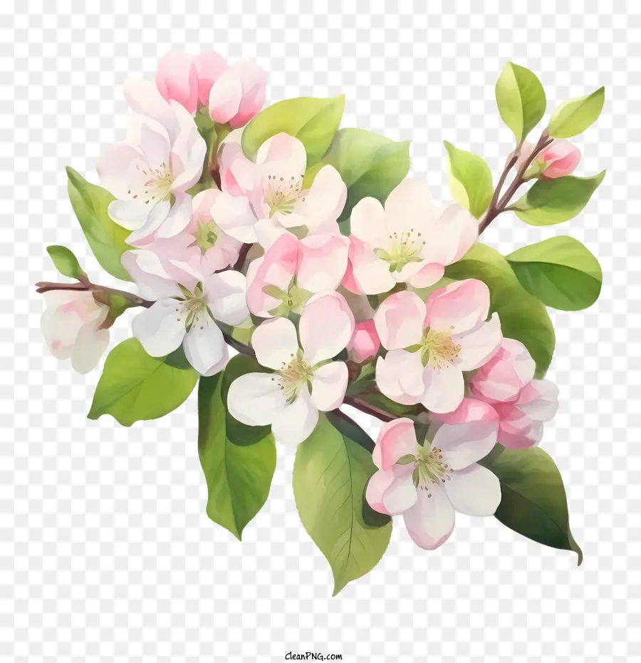 Apple Blossom，Las Flores De La Manzana PNG